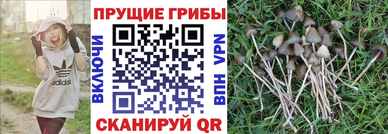 Псилоцибиновые грибы Cubensis купить Петушки